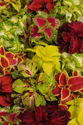 Picture of Coleus - Wizard Mixed